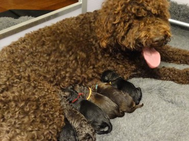 6 pups geboren!